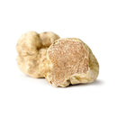Fresh White Winter Truffles