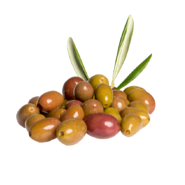 'Opera' Ligurian Olives 5Kg